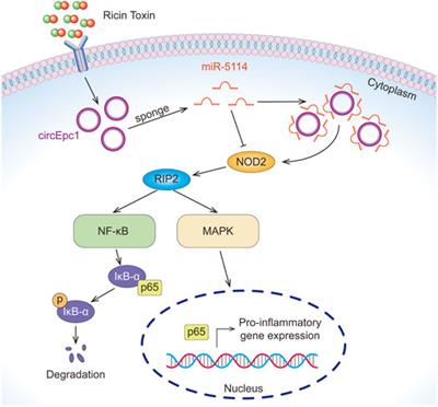 CircEpc1 Promotes Ricin Toxin-Induced Inflammation via Activation of NF-κB and MAPK Signaling Pathways by Sponging miR-5114